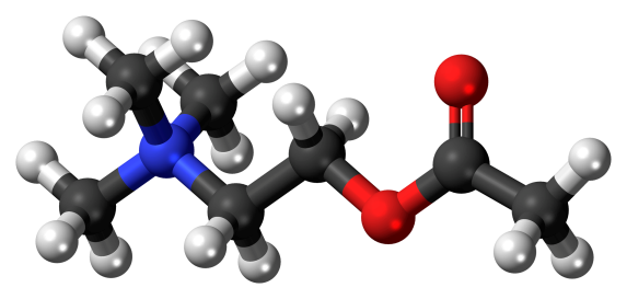 Acetylcholine en boule