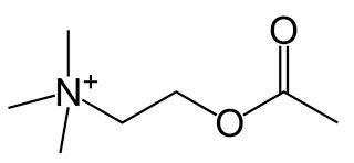 Acetylcholine topologique