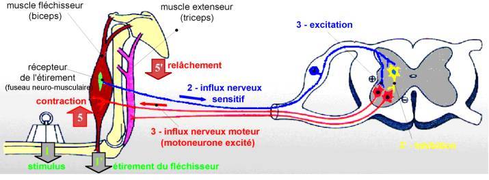 Reflexe myo