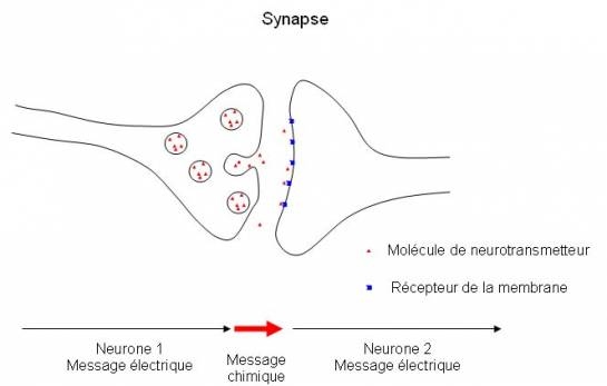 Synapse 545x347